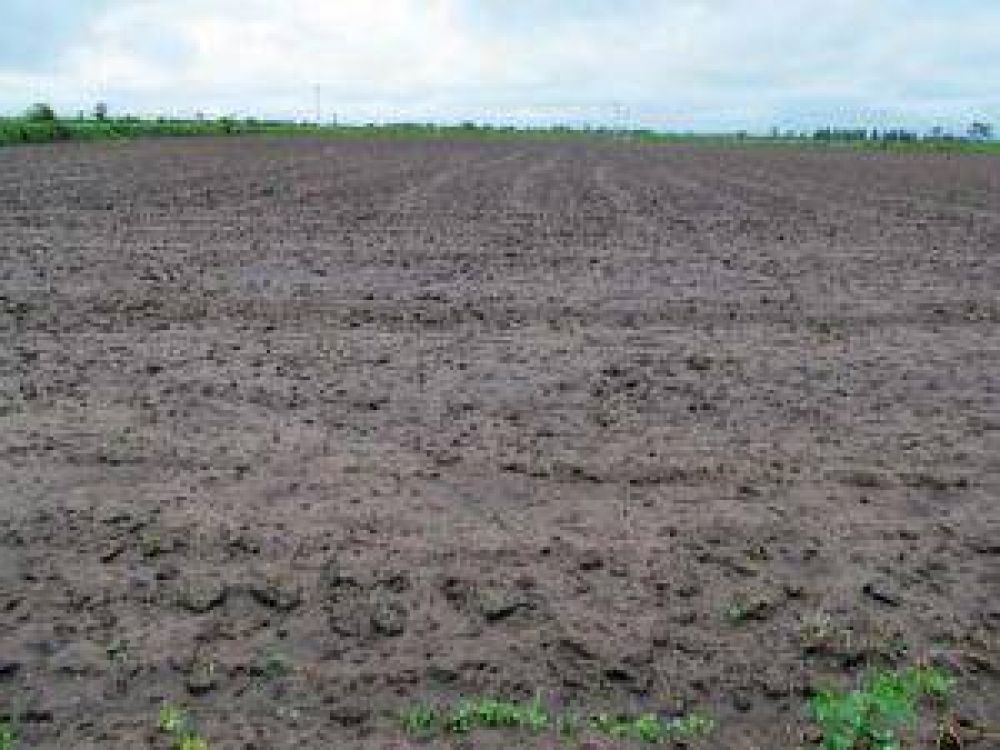 Las lluvias beneficiaron al agro y a la ganader�a en Villa �ngela 