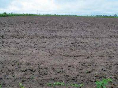 Las lluvias beneficiaron al agro y a la ganader�a en Villa �ngela 