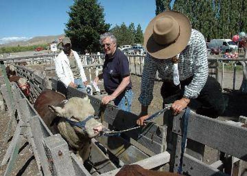 Unos 130 reproductores llegar�n a la Rural de Jun�n