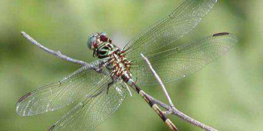 Masiva aparici�n de alguaciles en Bariloche