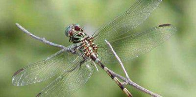 Masiva aparici�n de alguaciles en Bariloche
