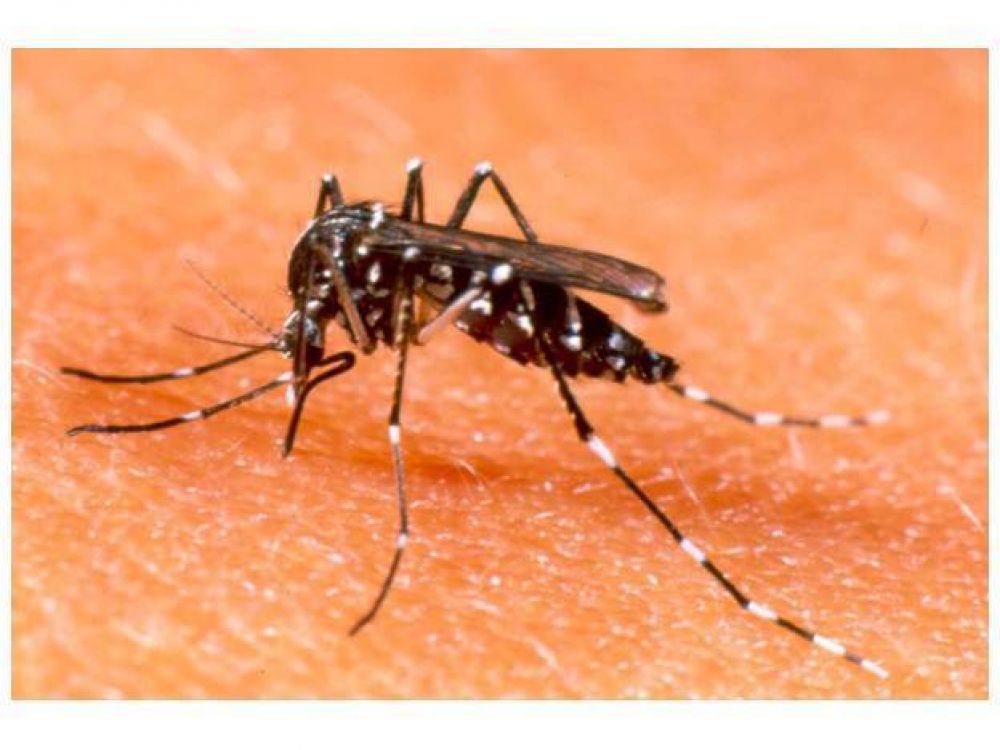 Dengue: campa�a en 38 barrios para calcular el �ndice larvario del mosquito