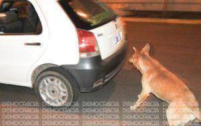 Perros callejeros: crecen los ataques y desde el Municipio culpan a los vecinos
