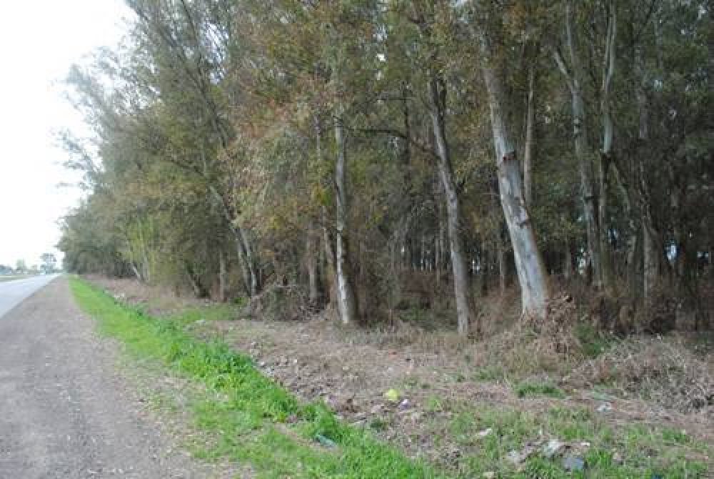 Contin�an los trabajos de limpieza de basurales en las delegaciones