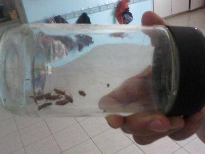 Cucarachas en el Centro Infantil Integrado