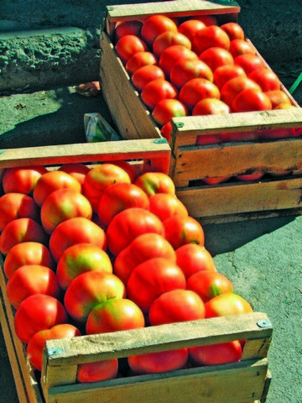 Una ONG propone un boicot contra el tomate