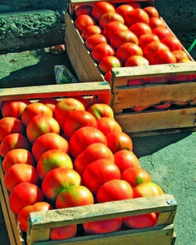 Una ONG propone un boicot contra el tomate