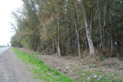 Contin�an los trabajos de limpieza de basurales en las delegaciones