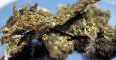 Demorado con 50 gramos de marihuana 