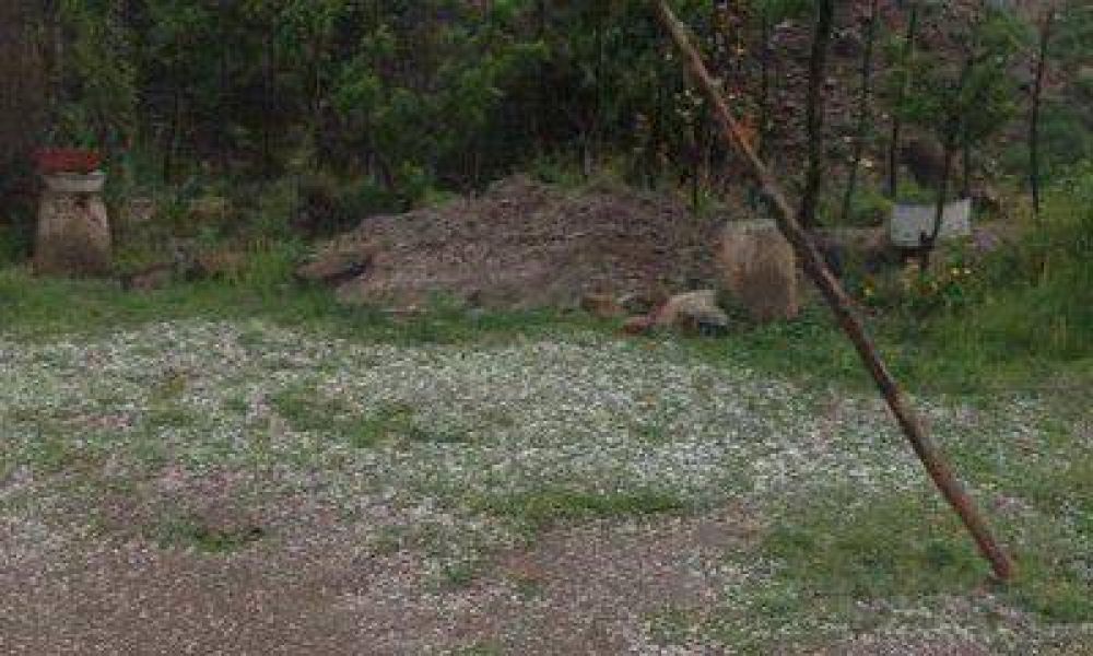  El granizo dej� p�rdidas cercanas al 50 por ciento en el Este provincial 