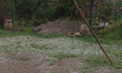  El granizo dej� p�rdidas cercanas al 50 por ciento en el Este provincial 