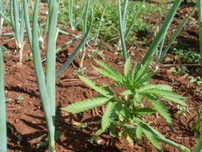 Cultivaban marihuana en su casa y la madre los mand� presos 
