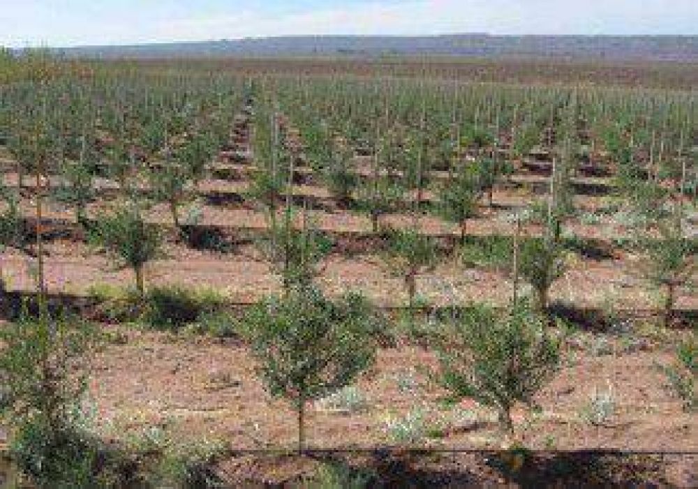 Otorgan $10 millones a olivos y frutos secos 