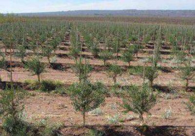 Otorgan $10 millones a olivos y frutos secos 