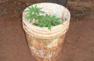 Allanaron dos viviendas en San Ignacio donde menores de edad cultivaban marihuana