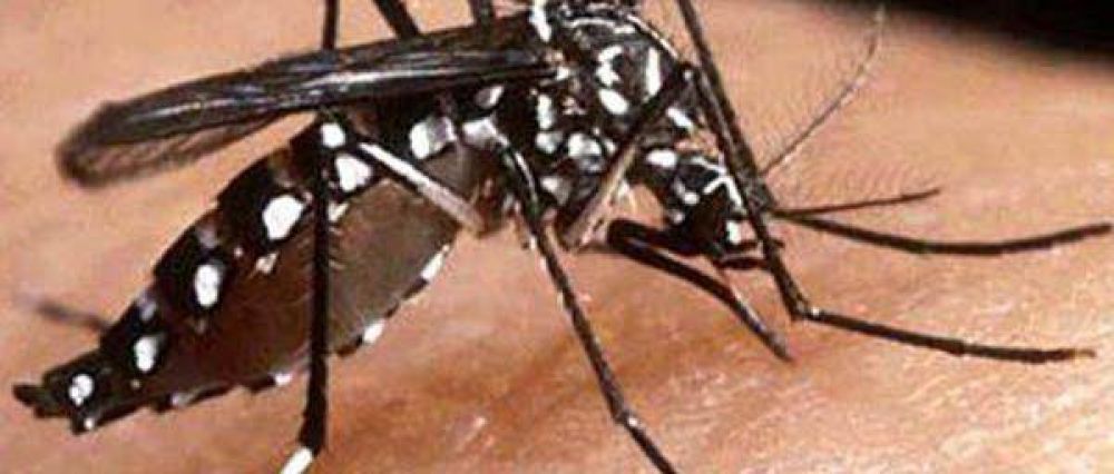 La prevenci�n es la clave para evitar el dengue 