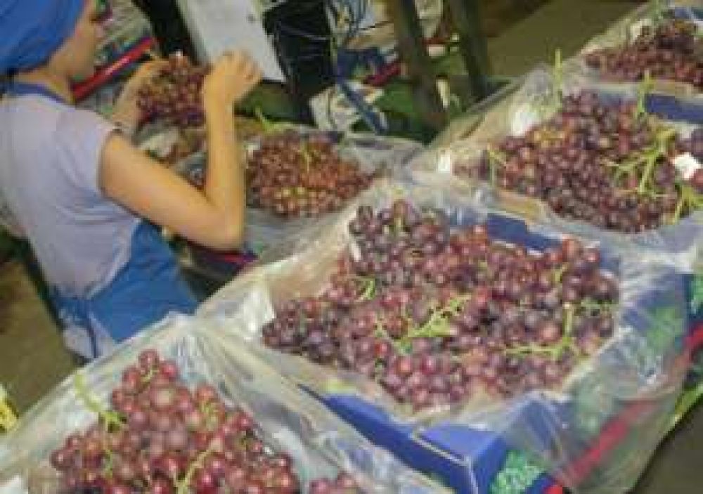 Uvas: a 10 d�as de la cosecha, Brasil no abre el ingreso