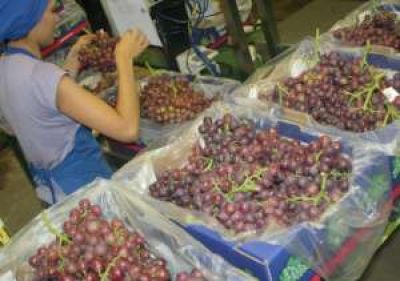 Uvas: a 10 d�as de la cosecha, Brasil no abre el ingreso
