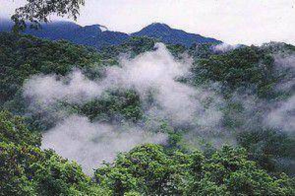  Se realizar�n las 4� Jornadas Forestales del NOA