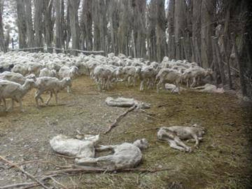 La crisis ganadera golpea cada vez m�s fuerte