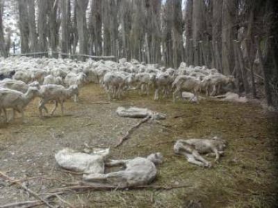 La crisis ganadera golpea cada vez m�s fuerte
