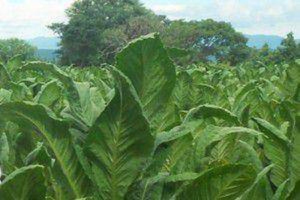 Productores agradecidos respaldan a la Cooperativa de Tabacaleros 