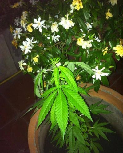 Gabriela Cerruti mostr� su planta de marihuana y se abri� el debate
