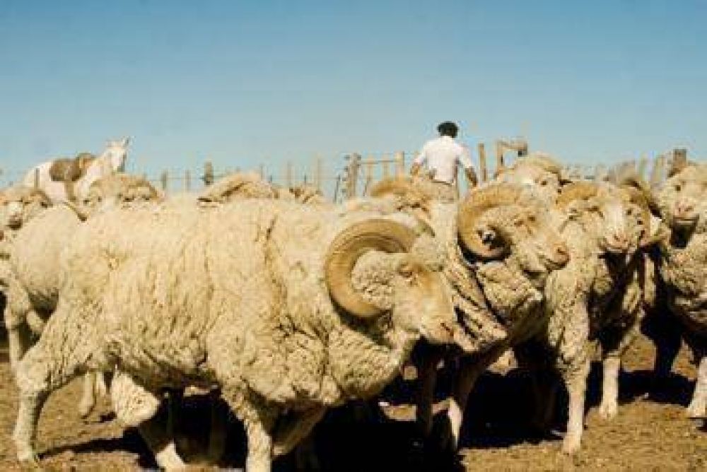 Unas 300 ovejas a buenos precios se vendieron en la �ltima exposici�n que hizo la Sociedad Rural de Viedma 
