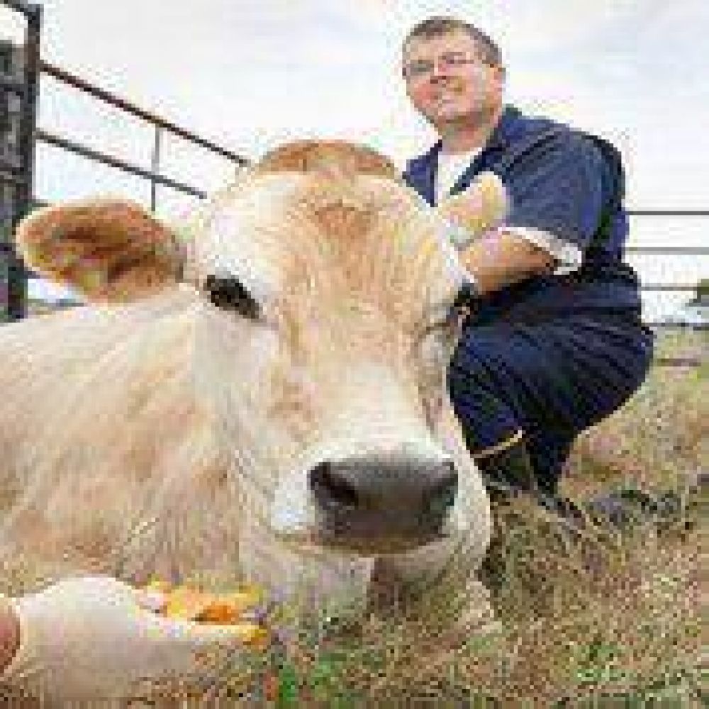 El arte de poner lindas a las vacas 