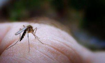 Un hombre de San Jos� tiene Leishmaniasis visceral