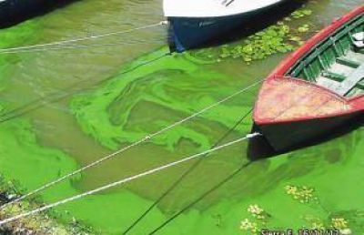 Advierten por contaminaci�n en el r�o: "Son algas cian�genas"
