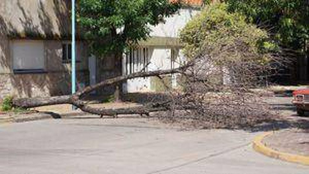 Se cay� un �rbol que estaba podrido y cort� el tr�nsito vehicular 