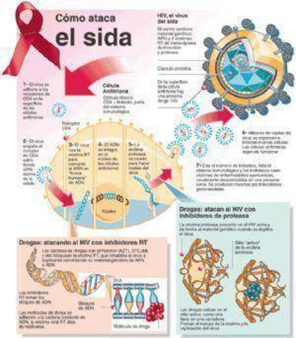 VIH-Sida: menos muertes y m�s esperanza para los pacientes que conviven con el virus