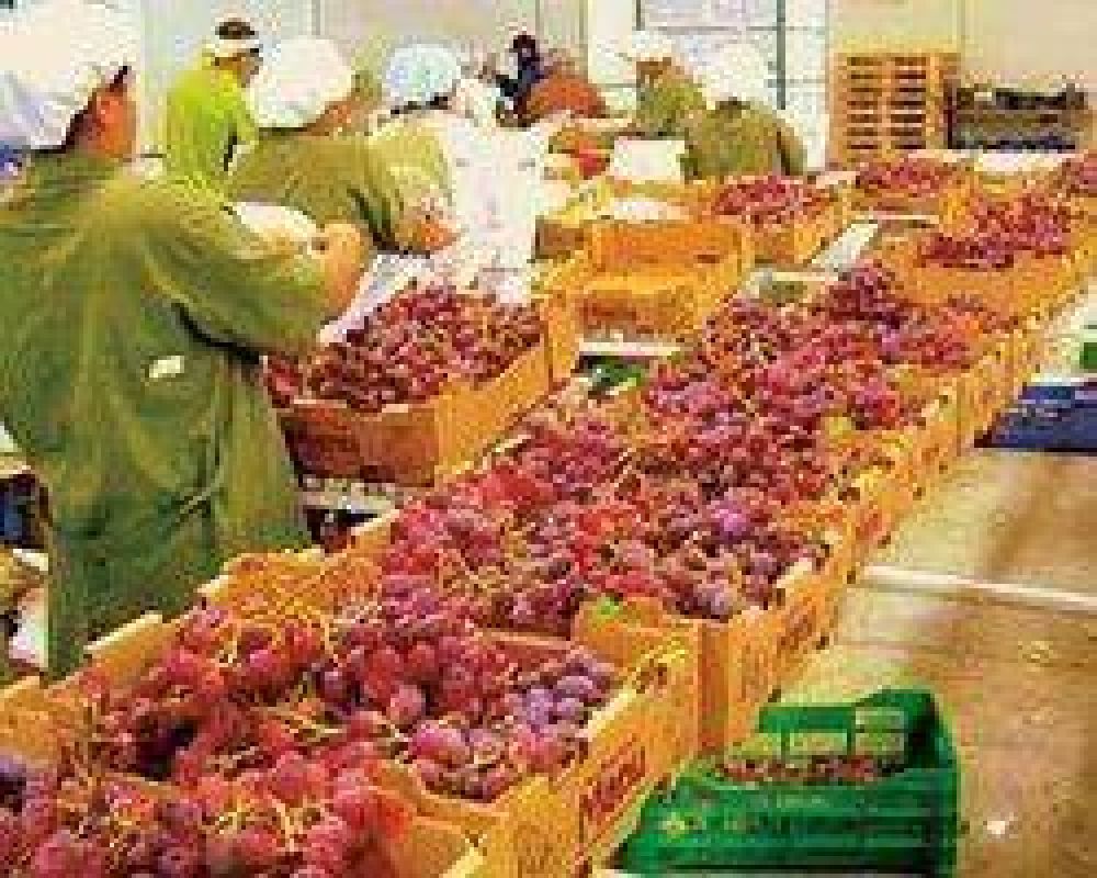Brasil dejar� ingresar la uva de mesa, pero antes los productores deber�n tratarla con bromuro de metilo