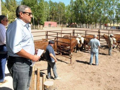 Comenz� la primera Exposici�n y venta de raza Hereford en Mendoza