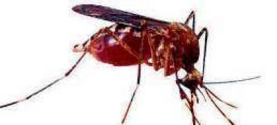 En el Gran Rosario ya son nueve los casos de dengue confirmados