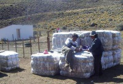 Peque�os productores asociados vendieron 22.500 kilos de lana