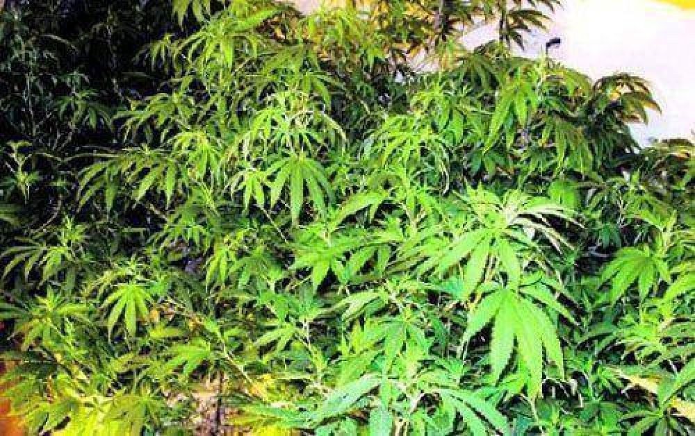 Buscaban sospechosos, encontraron marihuana