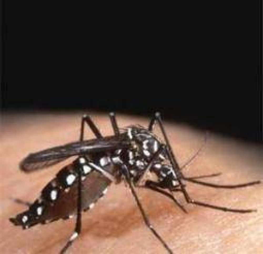 Por la llegada del calor, piden extremar las medidas contra el dengue