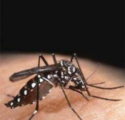 Por la llegada del calor, piden extremar las medidas contra el dengue