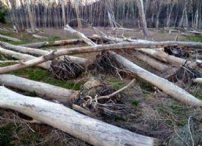 En la zona de Potrerillos, el nivel del agua descendi� 30 por ciento 