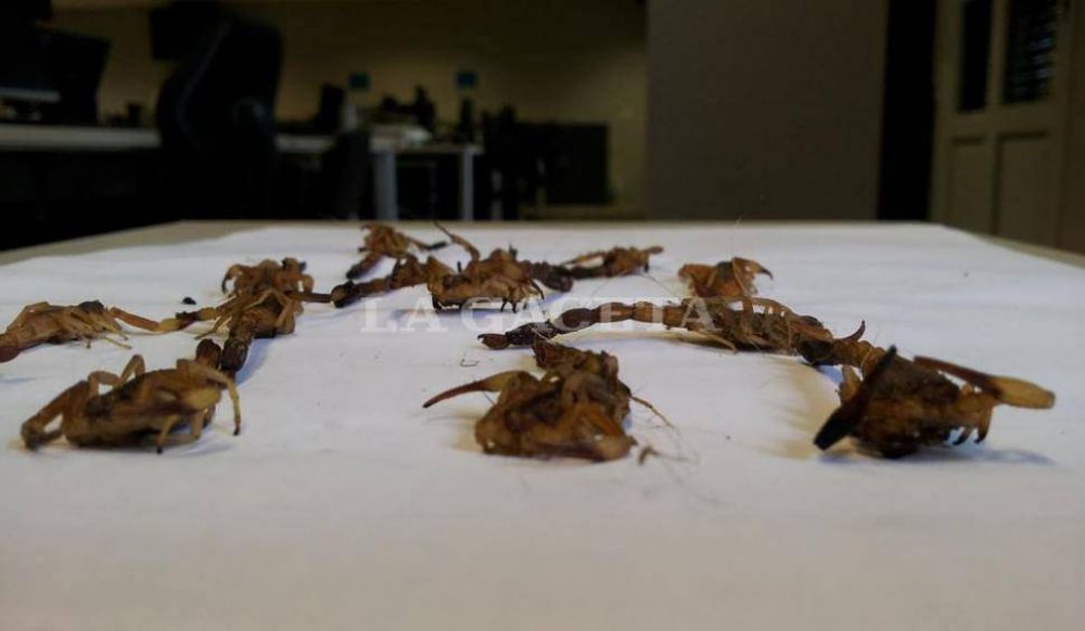 La rodearon unos 20 alacranes en un dormitorio 
