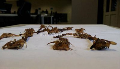 La rodearon unos 20 alacranes en un dormitorio 