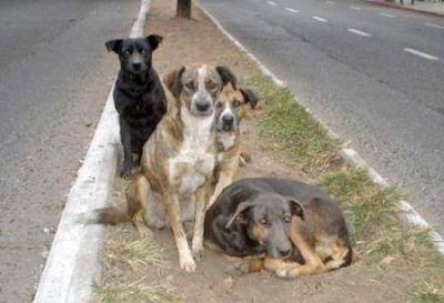 Riesgo sanitario por los perros en la v�a p�blica