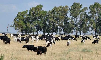 La venta de campos tambi�n sufre los efectos de las restricciones al d�lar