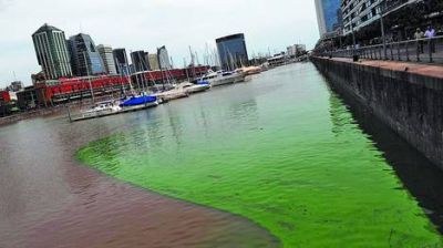 La �invasi�n� de algas verdes en el r�o no afecta al agua potable