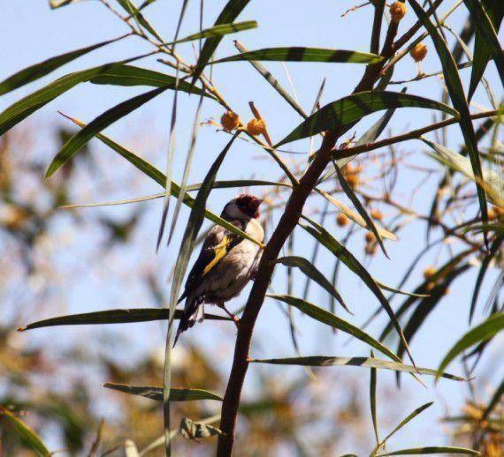 Exitoso operativo contra el tr�fico de aves
