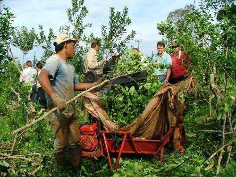 Yerba: El pago de subsidios de interzafra comenzar� a mediados de diciembre