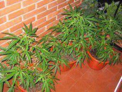 Justicia platense avala cultivo de marihuana para consumo personal