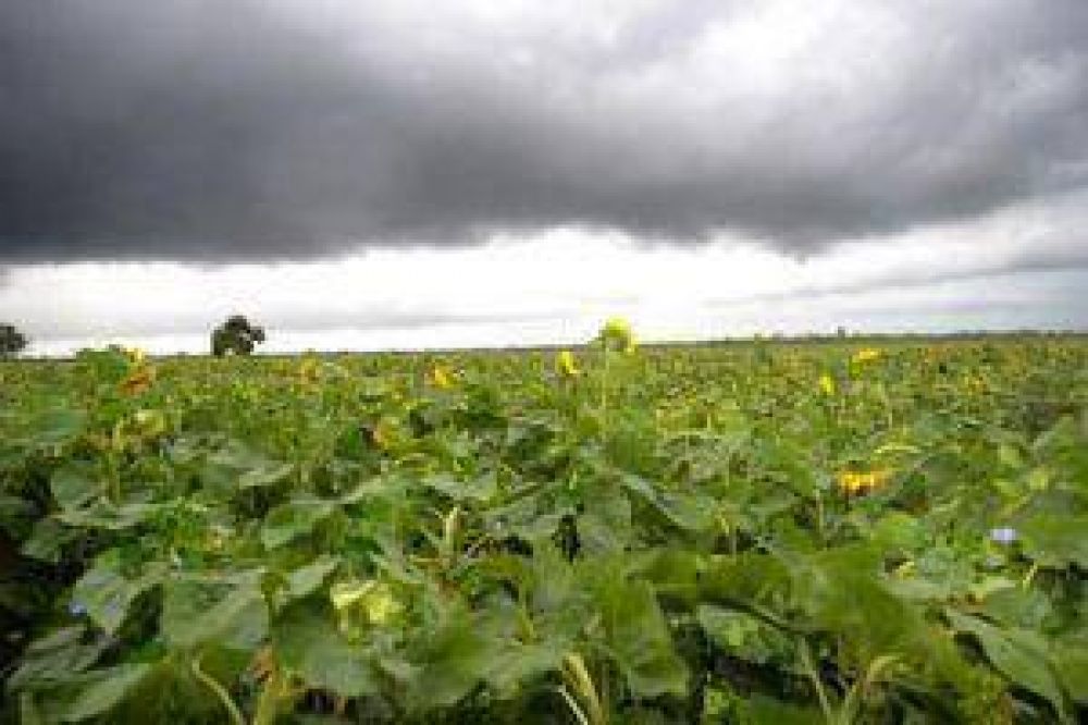 La lluvia aport� humedad para la soja pero el viento complic� al girasol